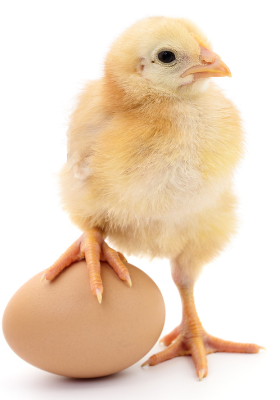 chick-egg